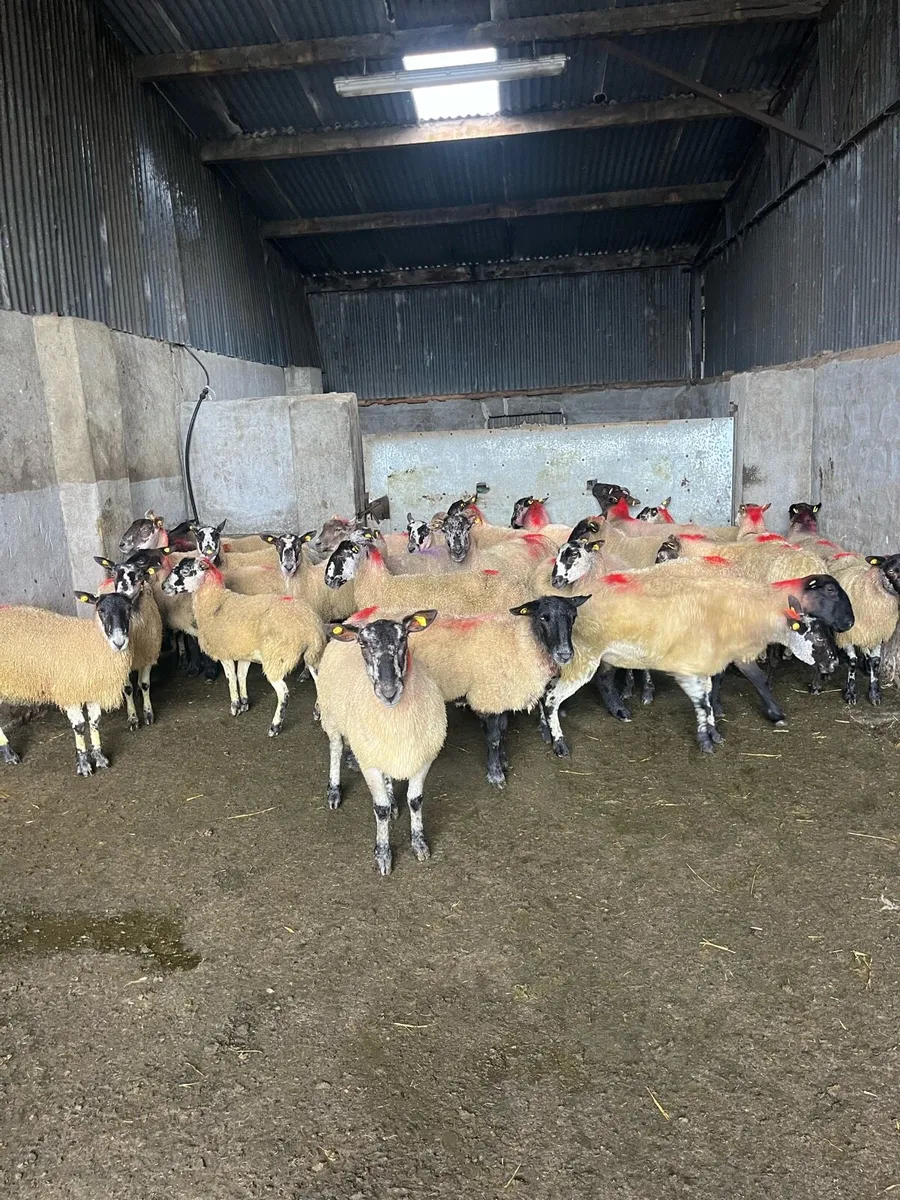 👉35 young breeding ewes 👈 - Image 1