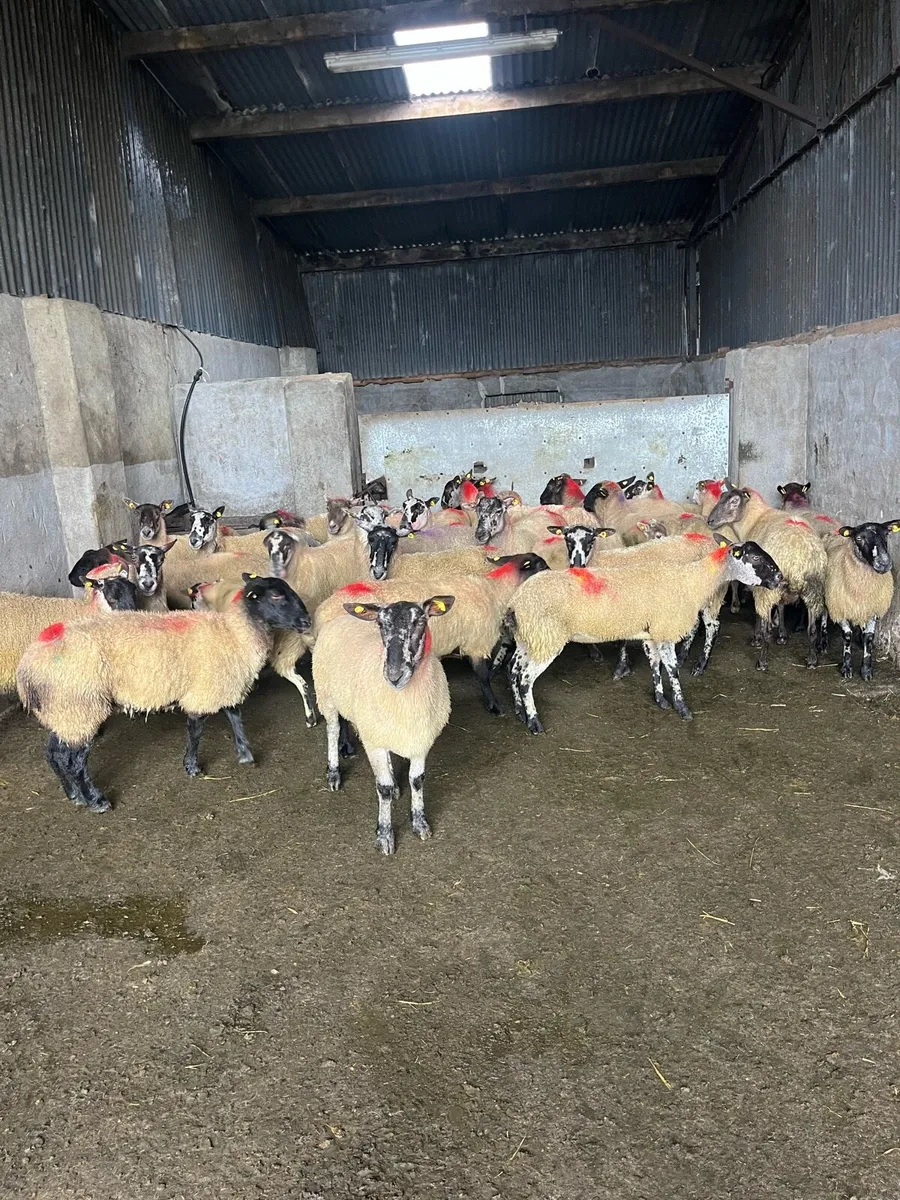 👉35 young breeding ewes 👈 - Image 2