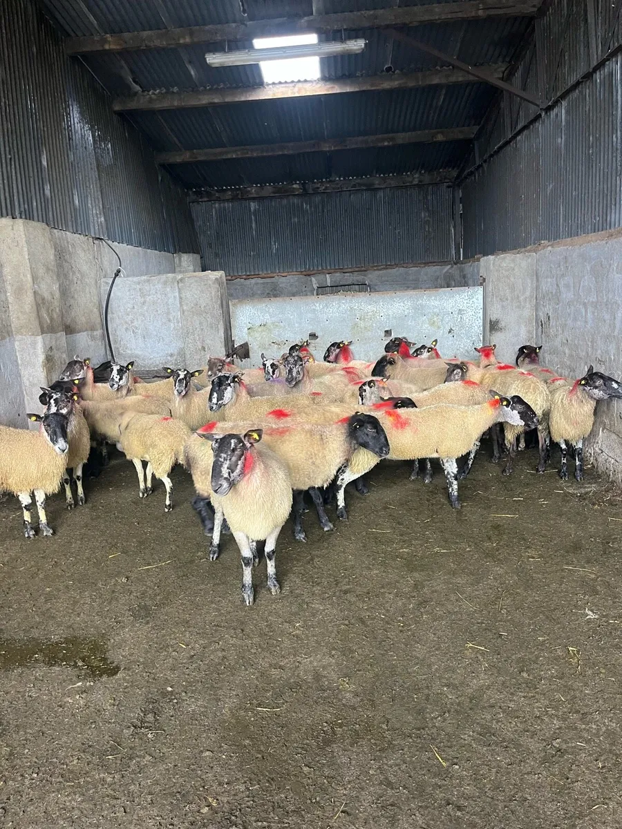 👉35 young breeding ewes 👈 - Image 3