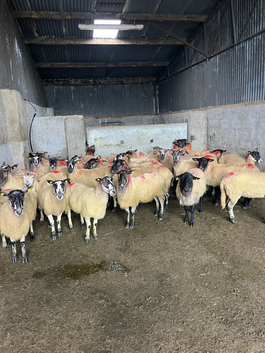 👉35 young breeding ewes 👈 - Image 4