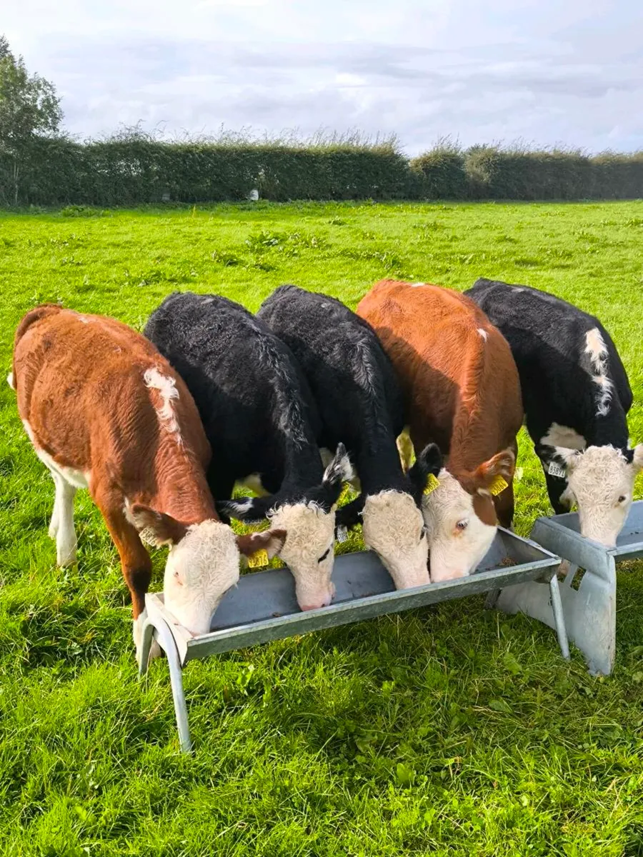 Super hex heifer weanlings - Image 1