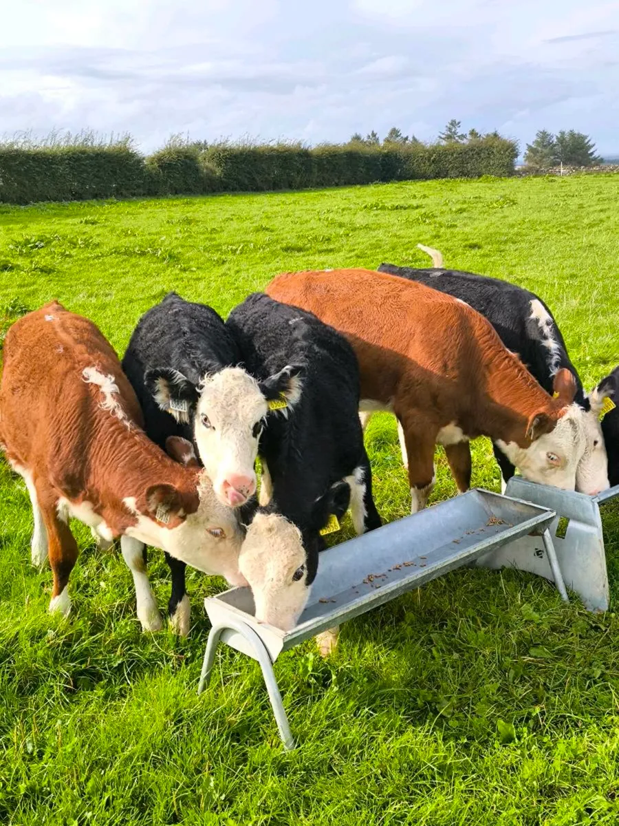 Super hex heifer weanlings - Image 2