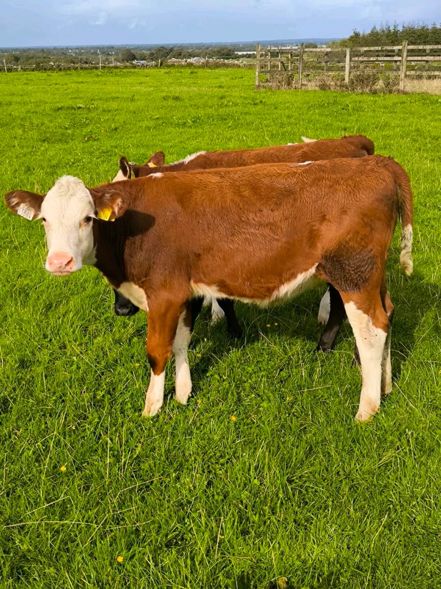 Super hex heifer weanlings - Image 3