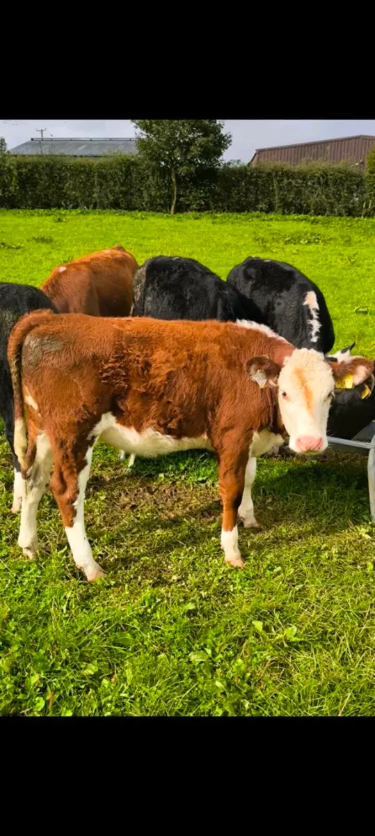 Super hex heifer weanlings - Image 4