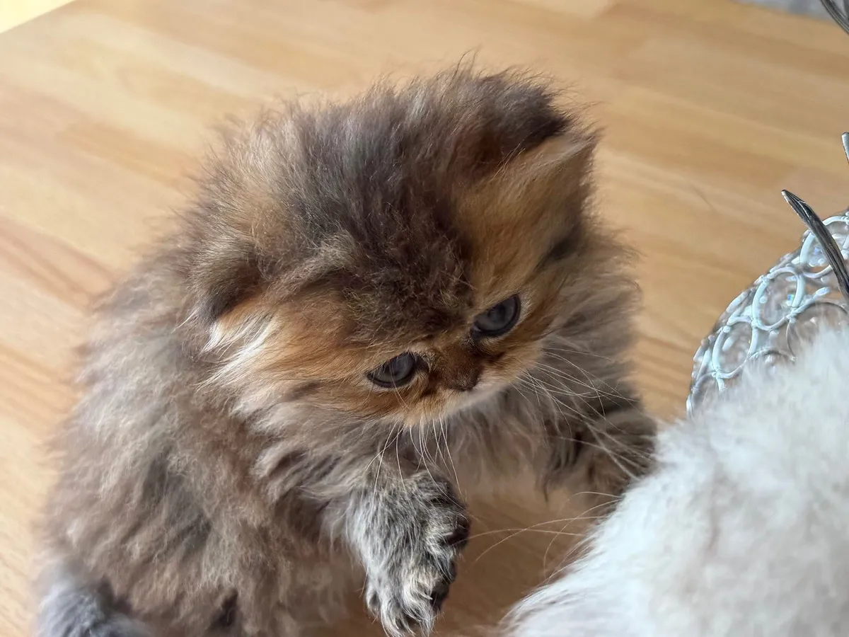 Persian kittens - Image 2