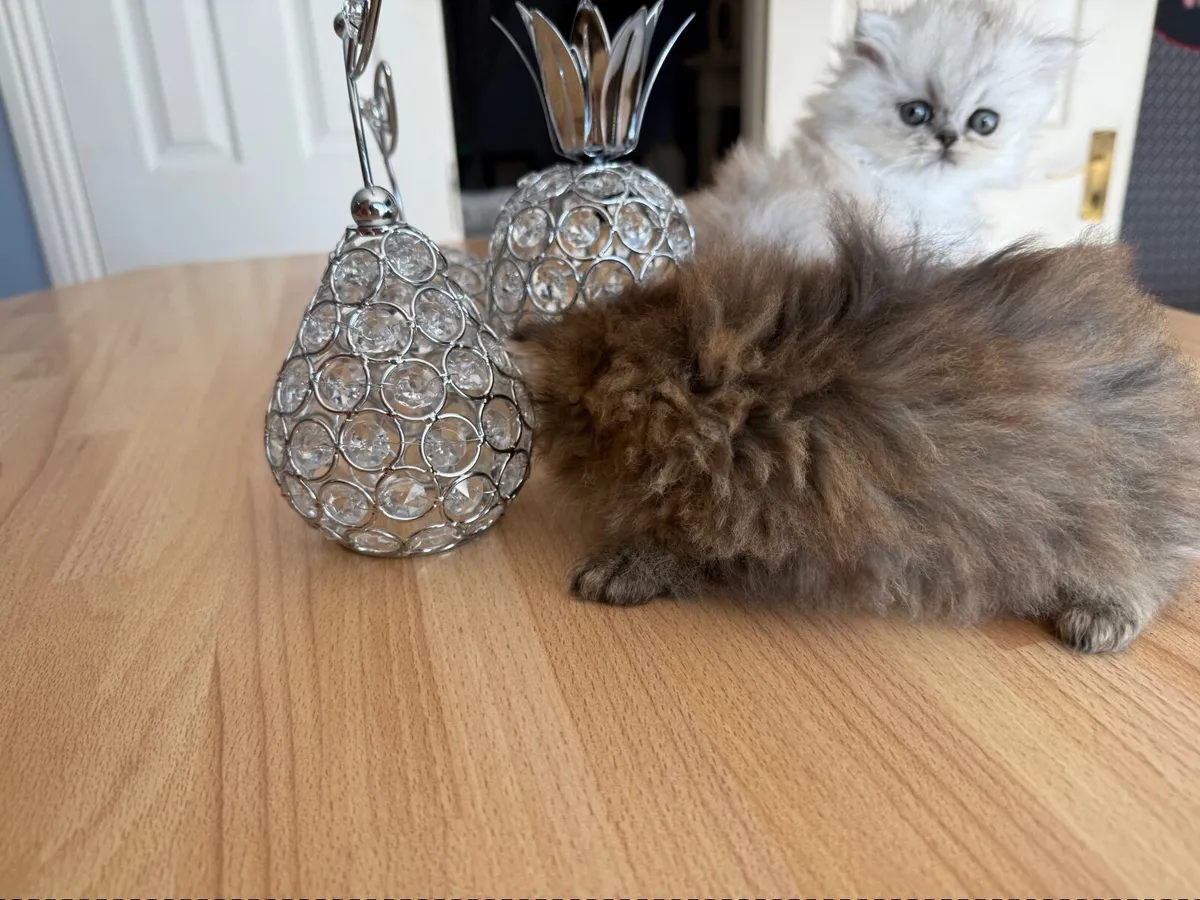 Persian kittens - Image 3