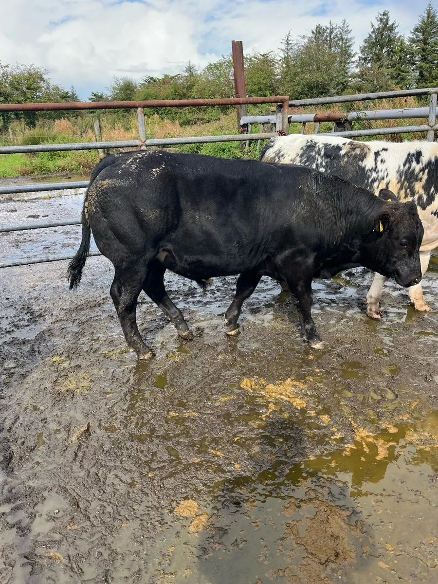 6 BB bulls. - Image 1