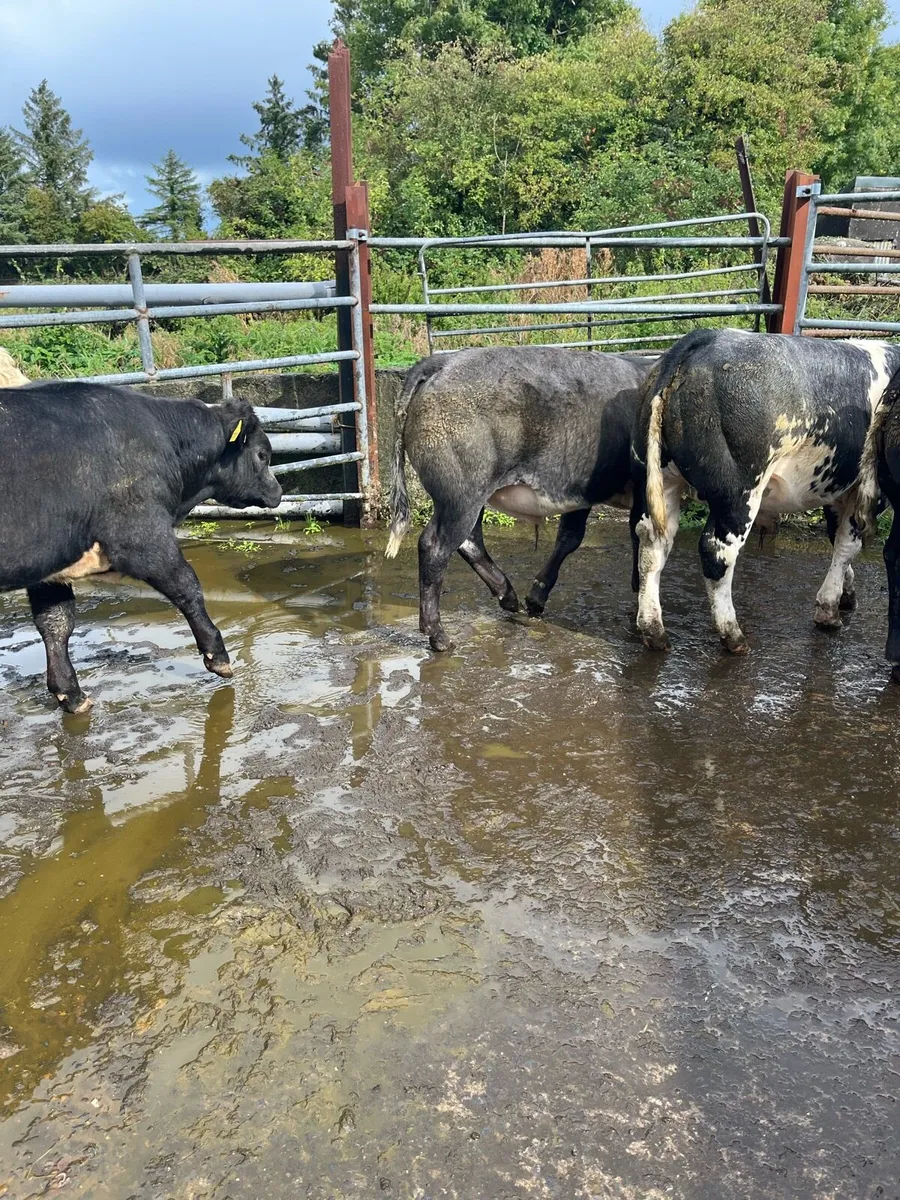 6 BB bulls. - Image 3