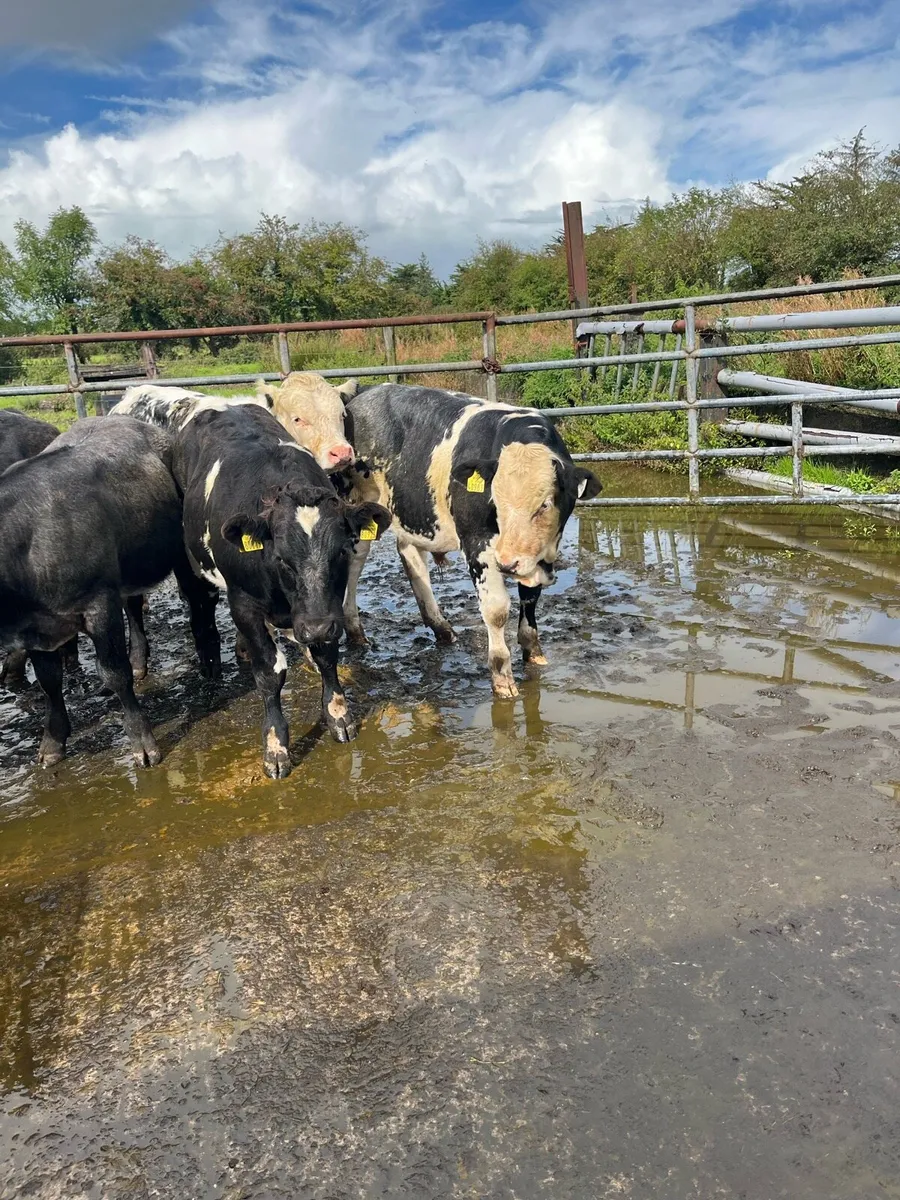 6 BB bulls. - Image 4