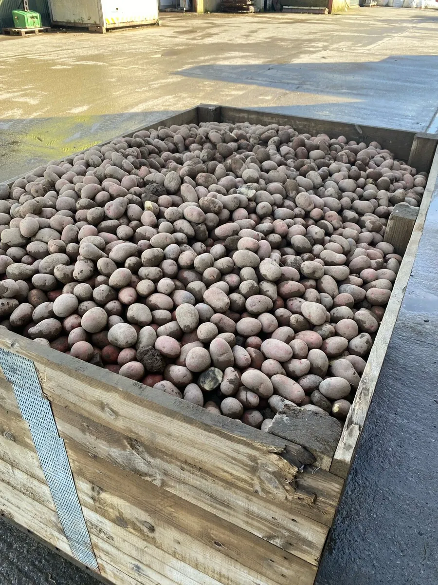 Feed potatoes