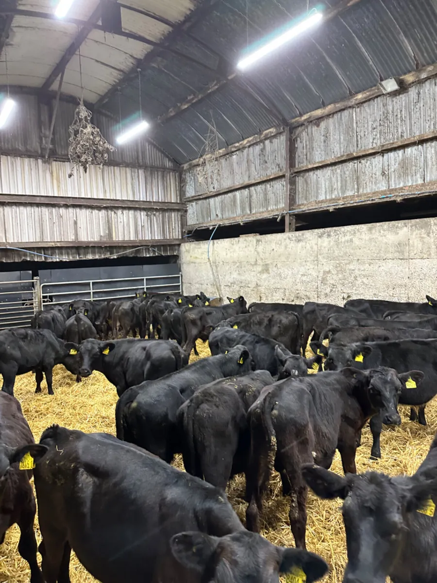 Angus bulls - Image 4