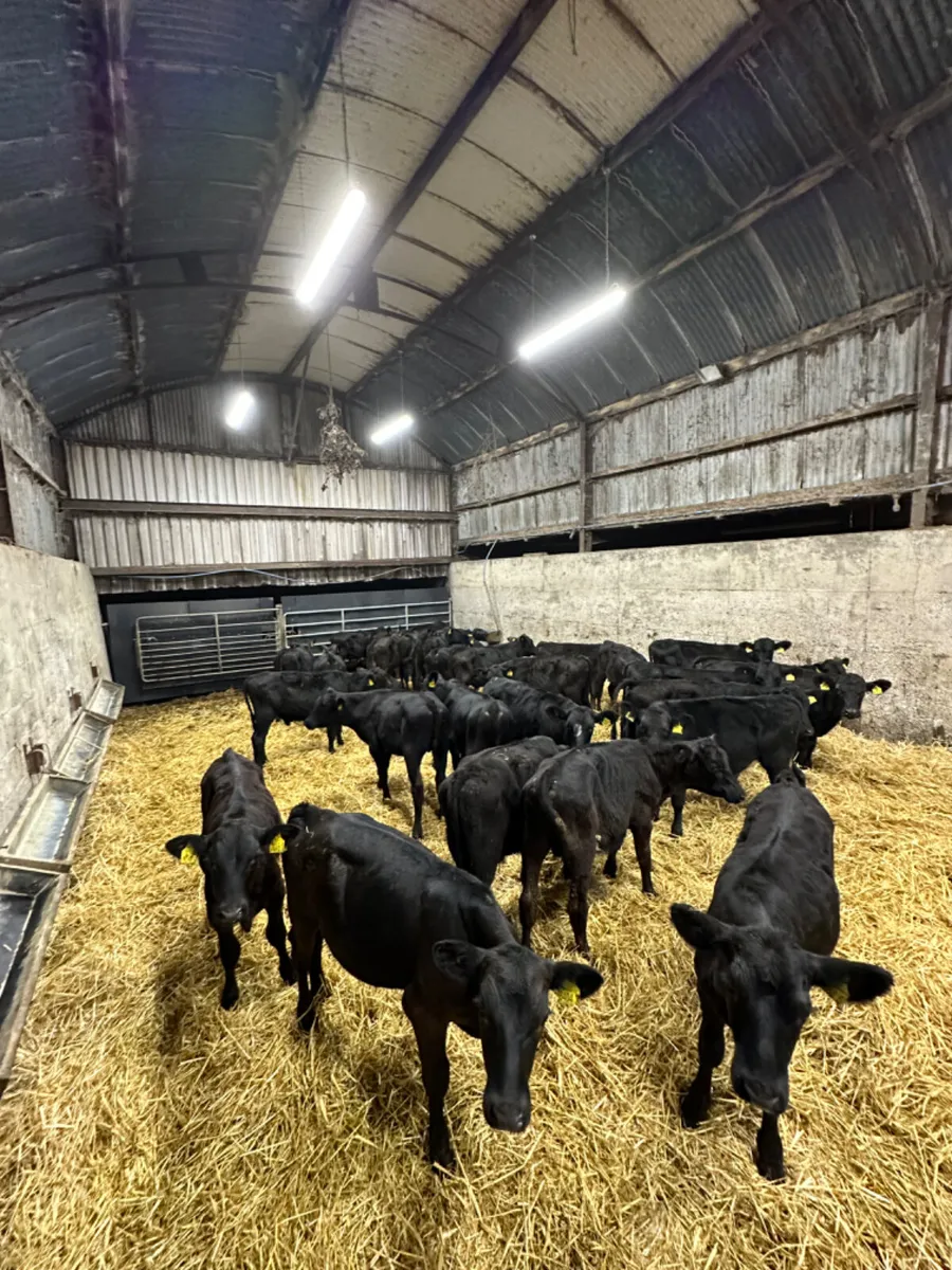 Angus bulls - Image 3