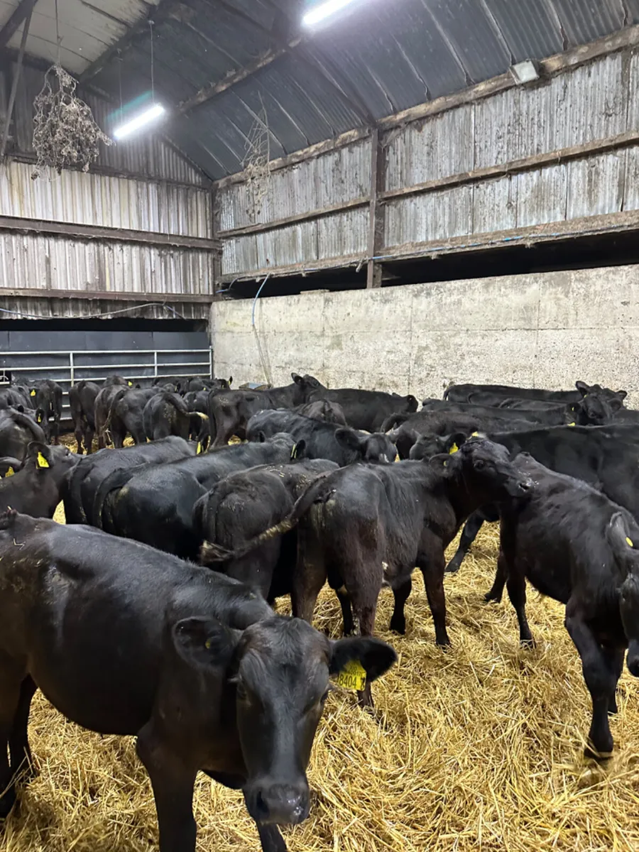Angus bulls - Image 1