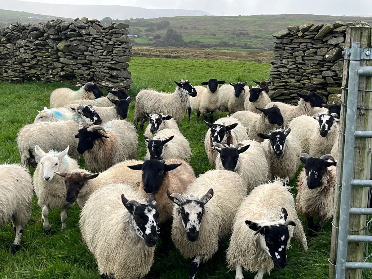 Ram lambs - Image 1