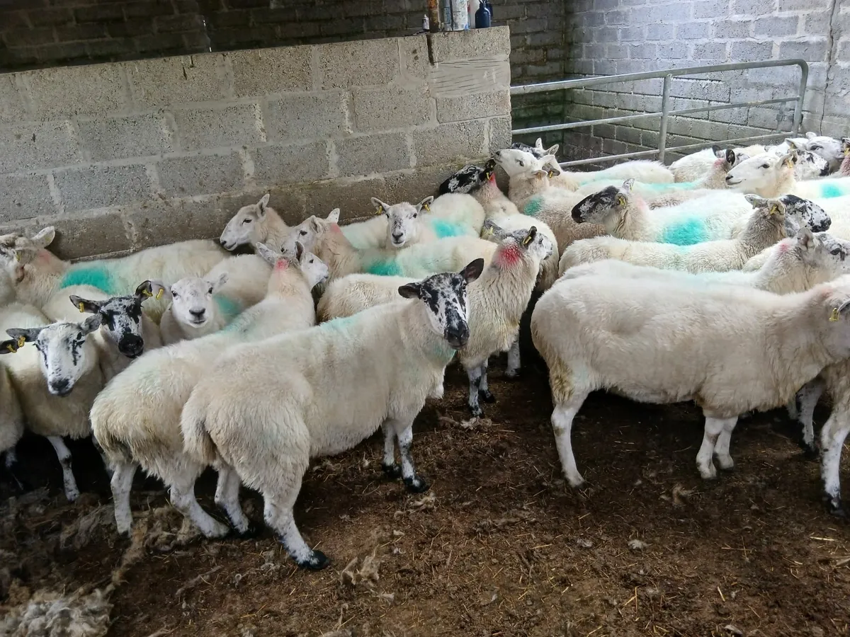 Ewes - Image 1