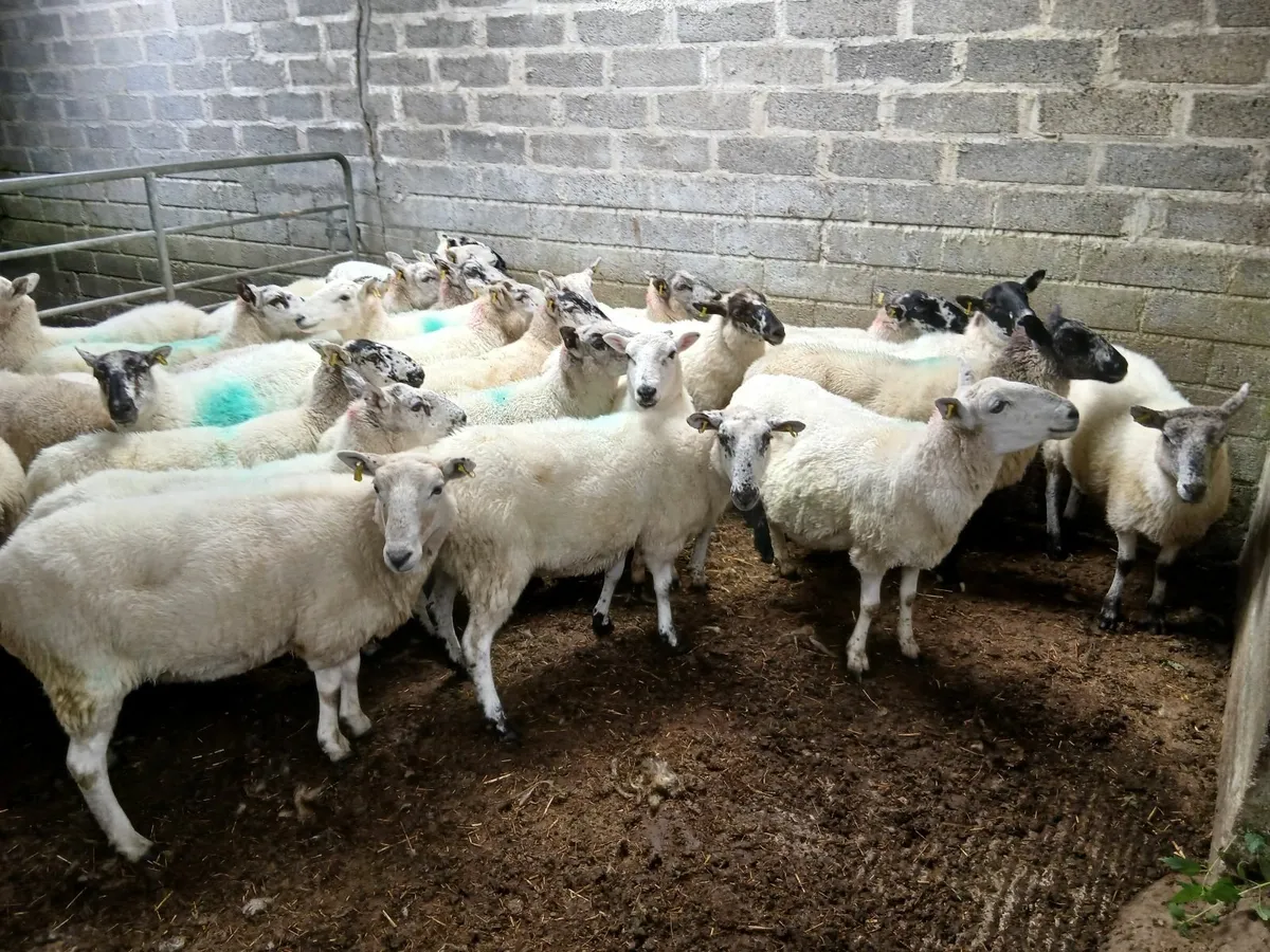 Ewes - Image 2