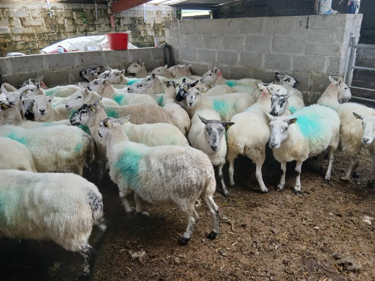 Ewes - Image 3