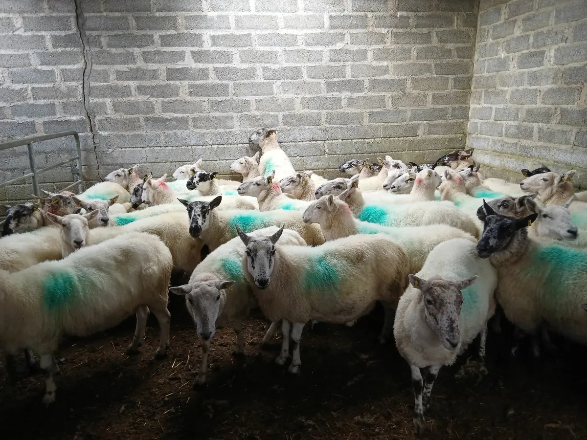 Ewes - Image 4