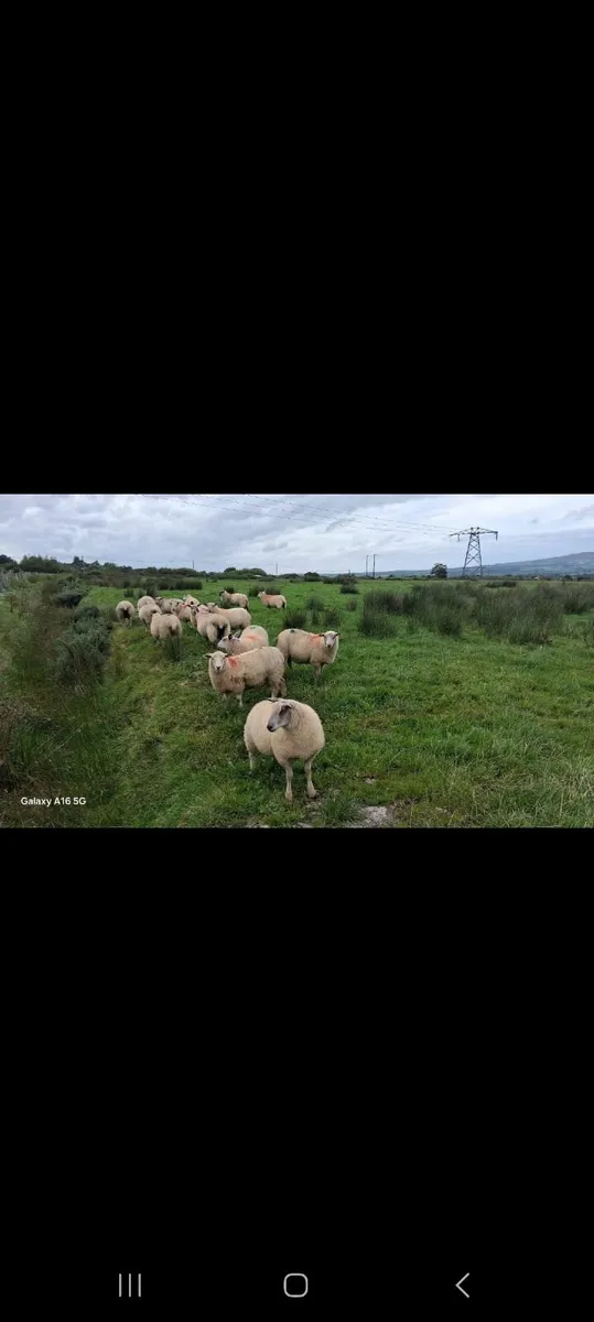 Ewe Lamds - Image 1