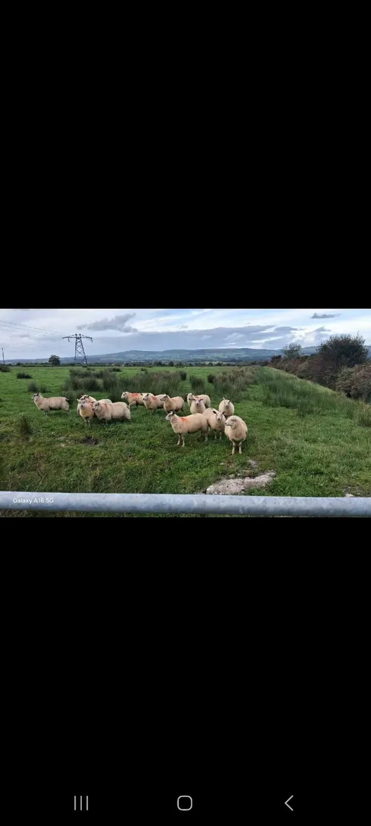 Ewe Lamds - Image 2