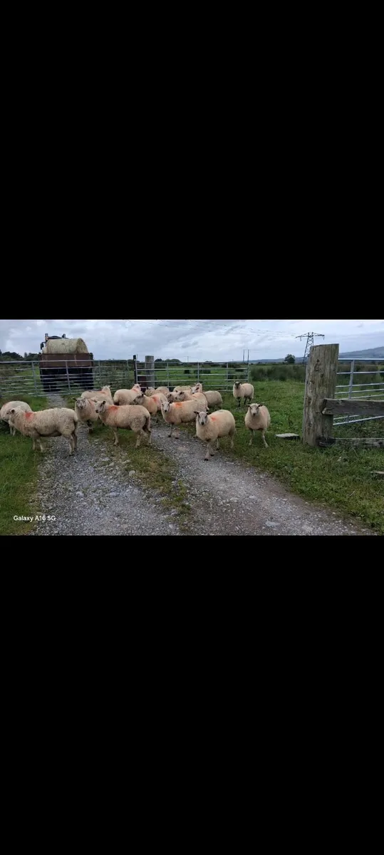 Ewe Lamds - Image 3