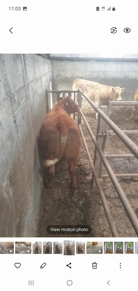 BB hybrid weanling heifer for gort 18th Sept - Image 3
