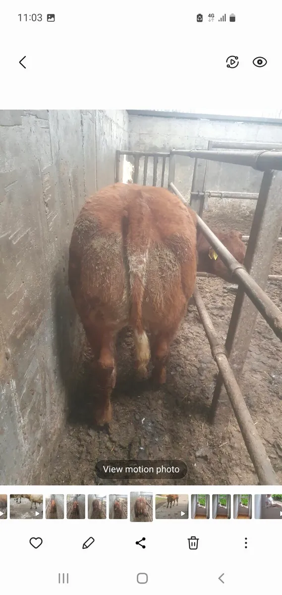 BB hybrid weanling heifer for gort 18th Sept - Image 4