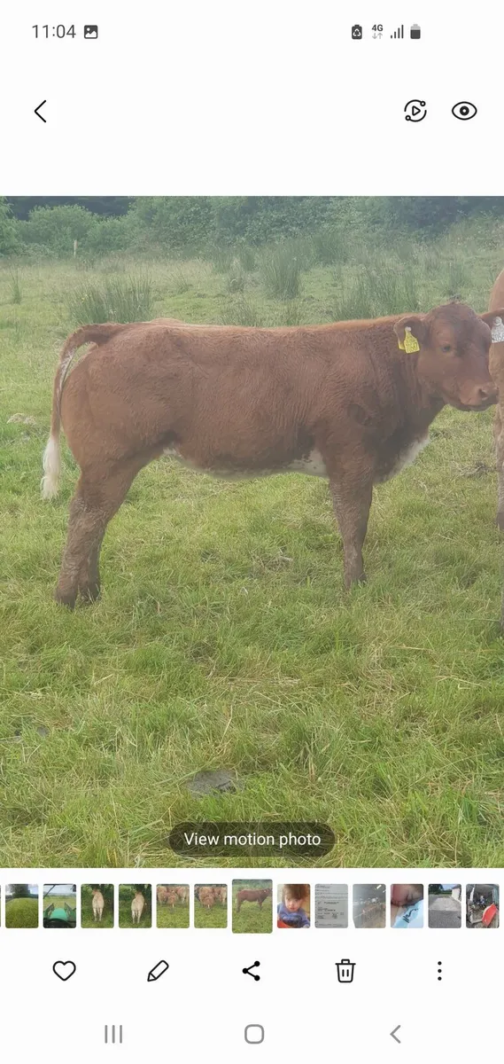 BB hybrid weanling heifer for gort 18th Sept - Image 1