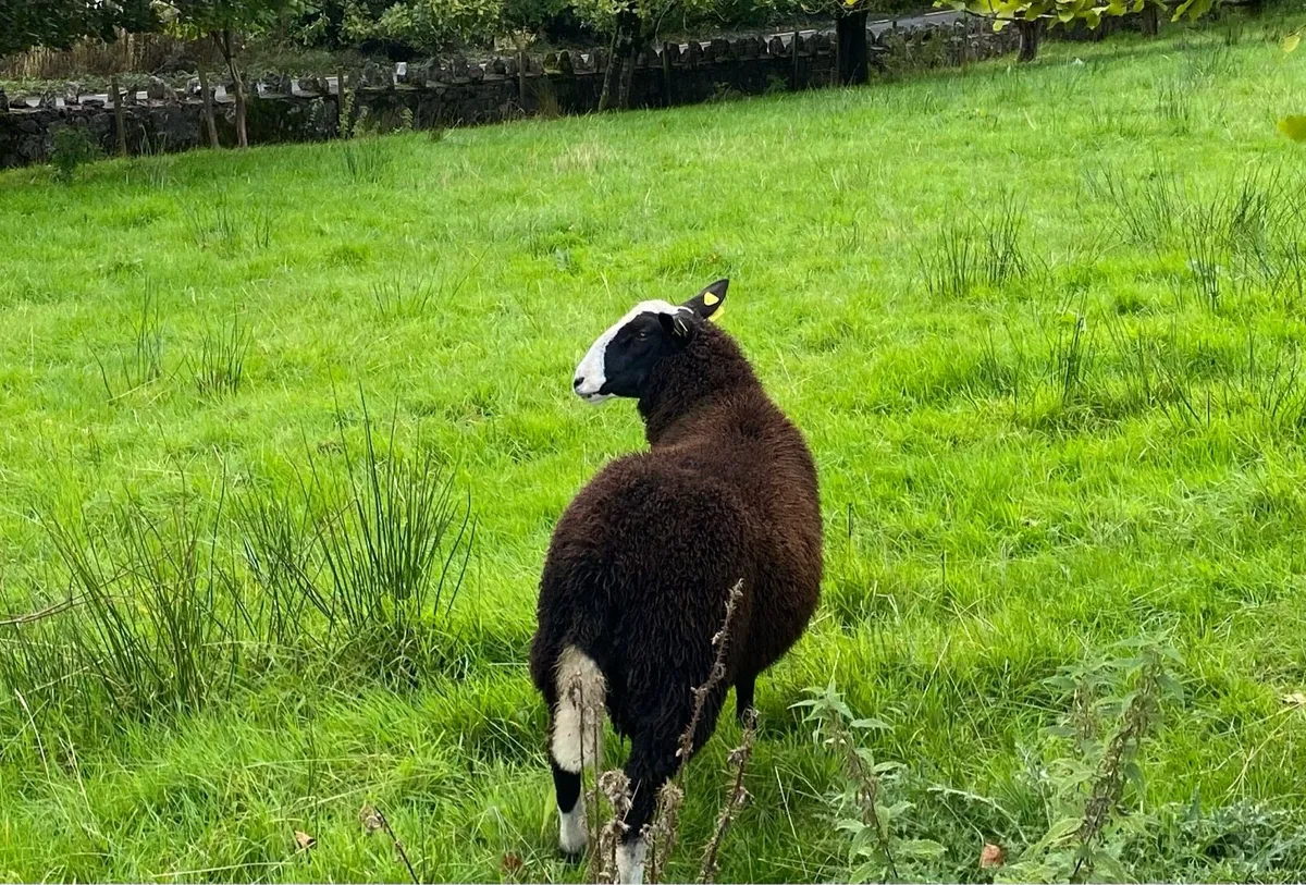 Zwartbles ram lamb - Image 3