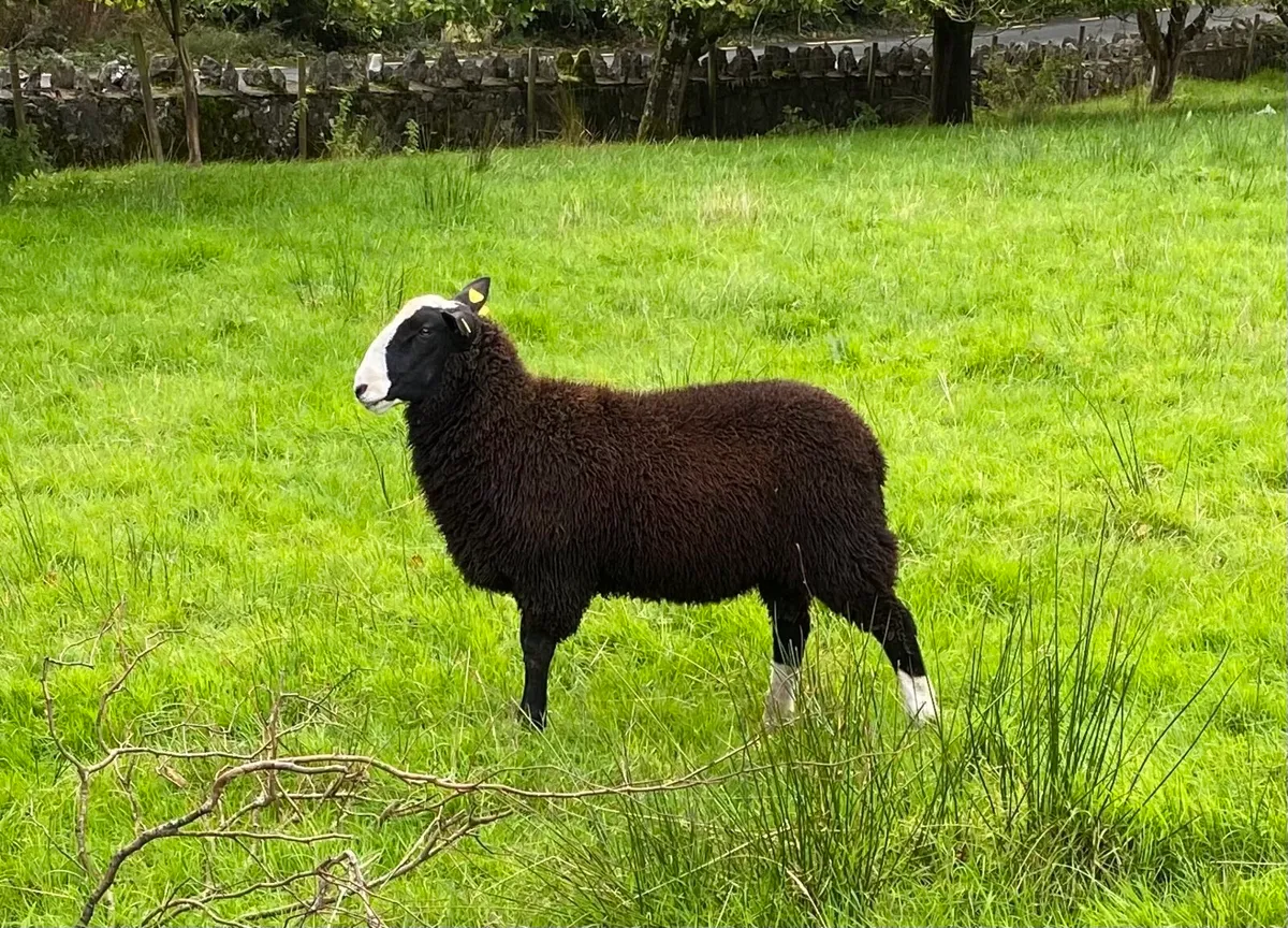 Zwartbles ram lamb - Image 1