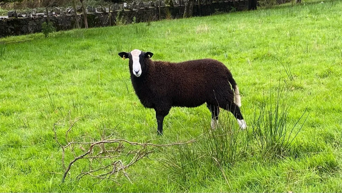 Zwartbles ram lamb - Image 4