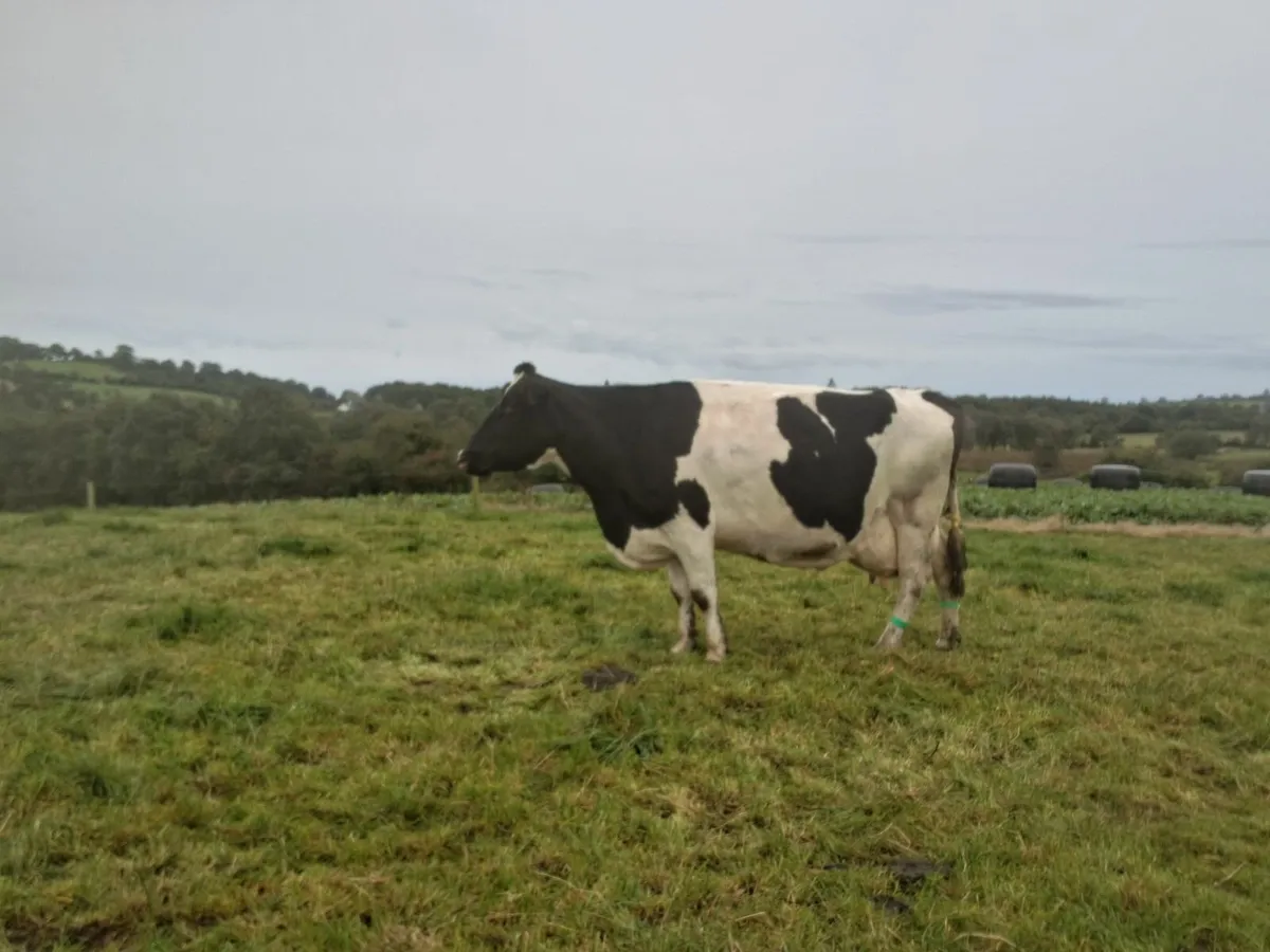 Cow to rear calves