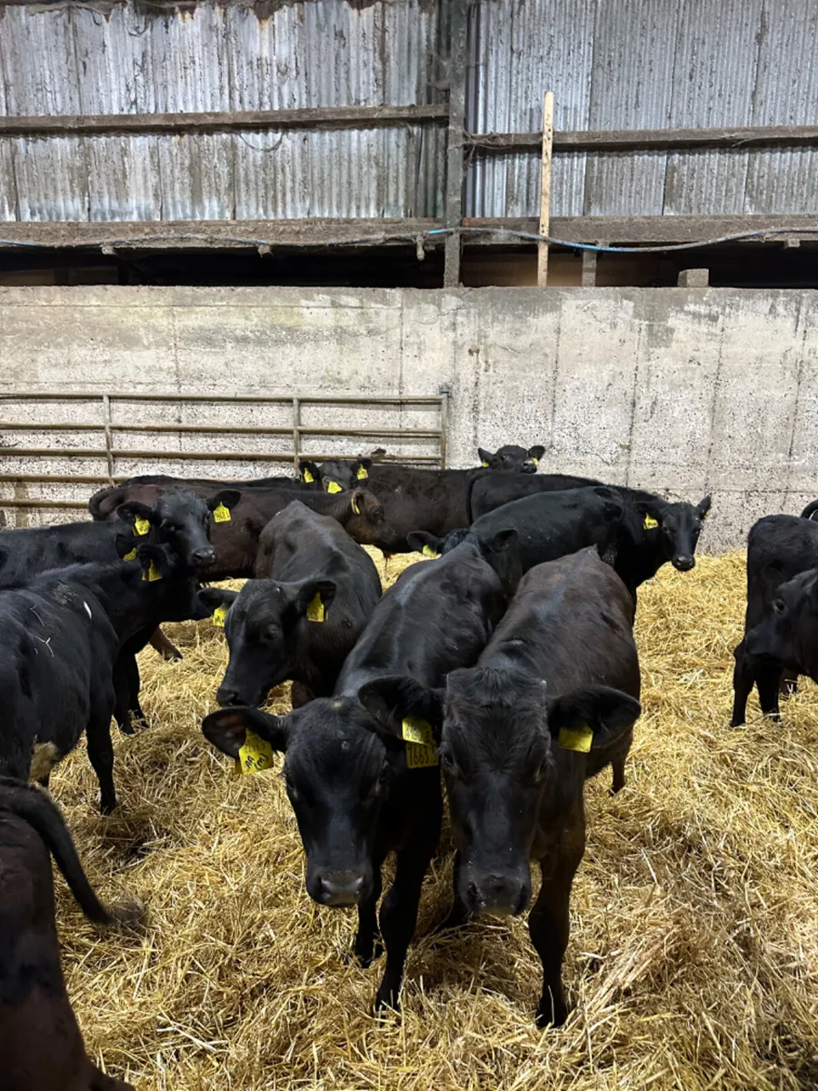 Angus and lim bulls - Image 3