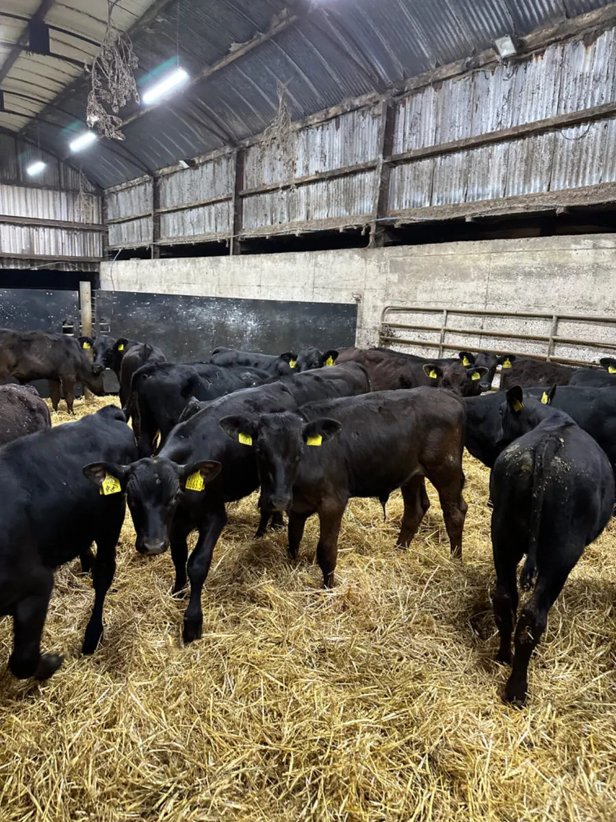 Angus and lim bulls - Image 4