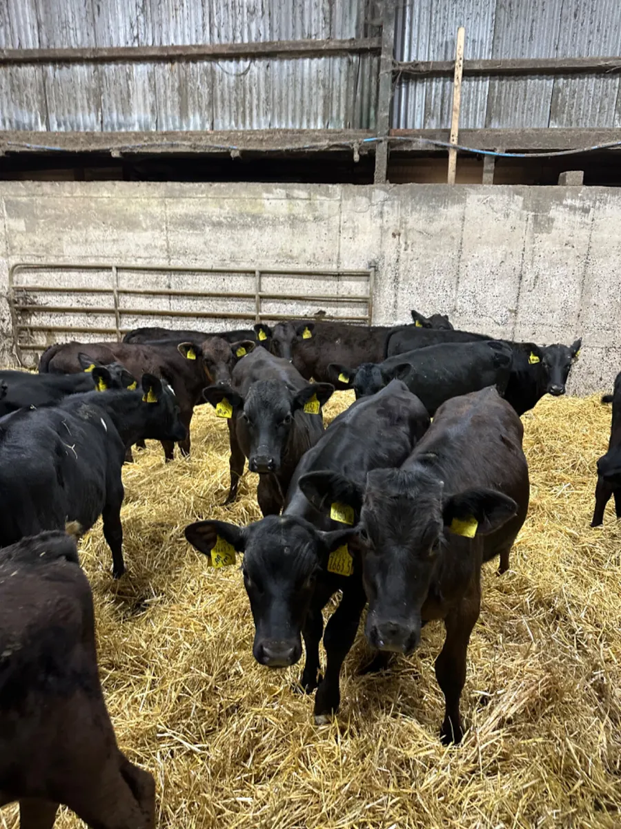 Angus and lim bulls - Image 1