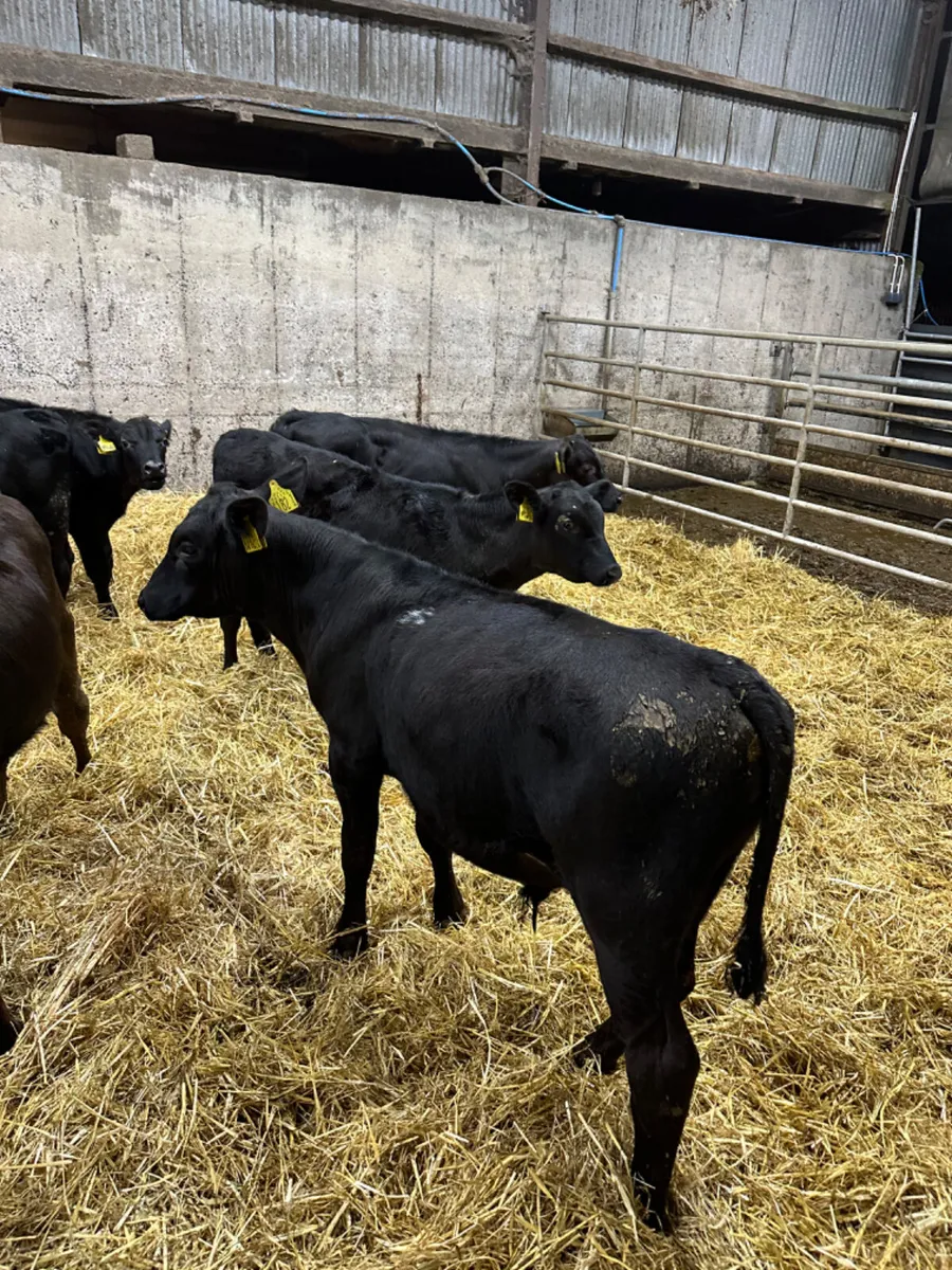 Angus and lim bulls - Image 2