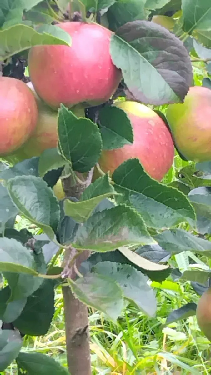 Apple juice - Image 2