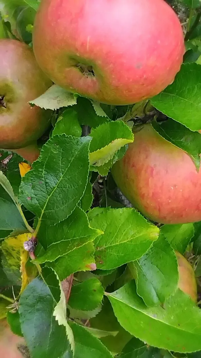 Apple juice - Image 4