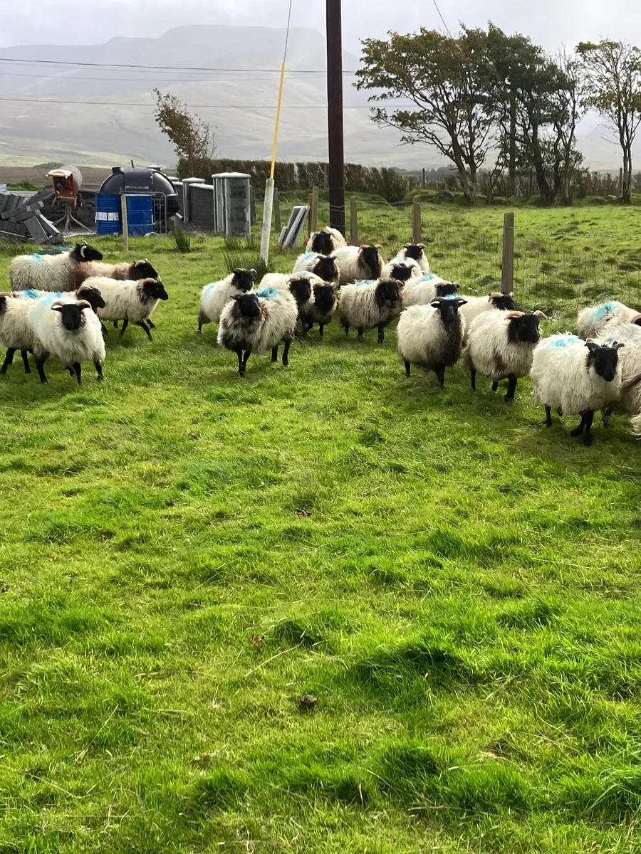 Ewe lambs - Image 1