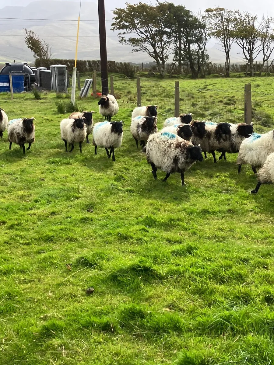 Ewe lambs - Image 3