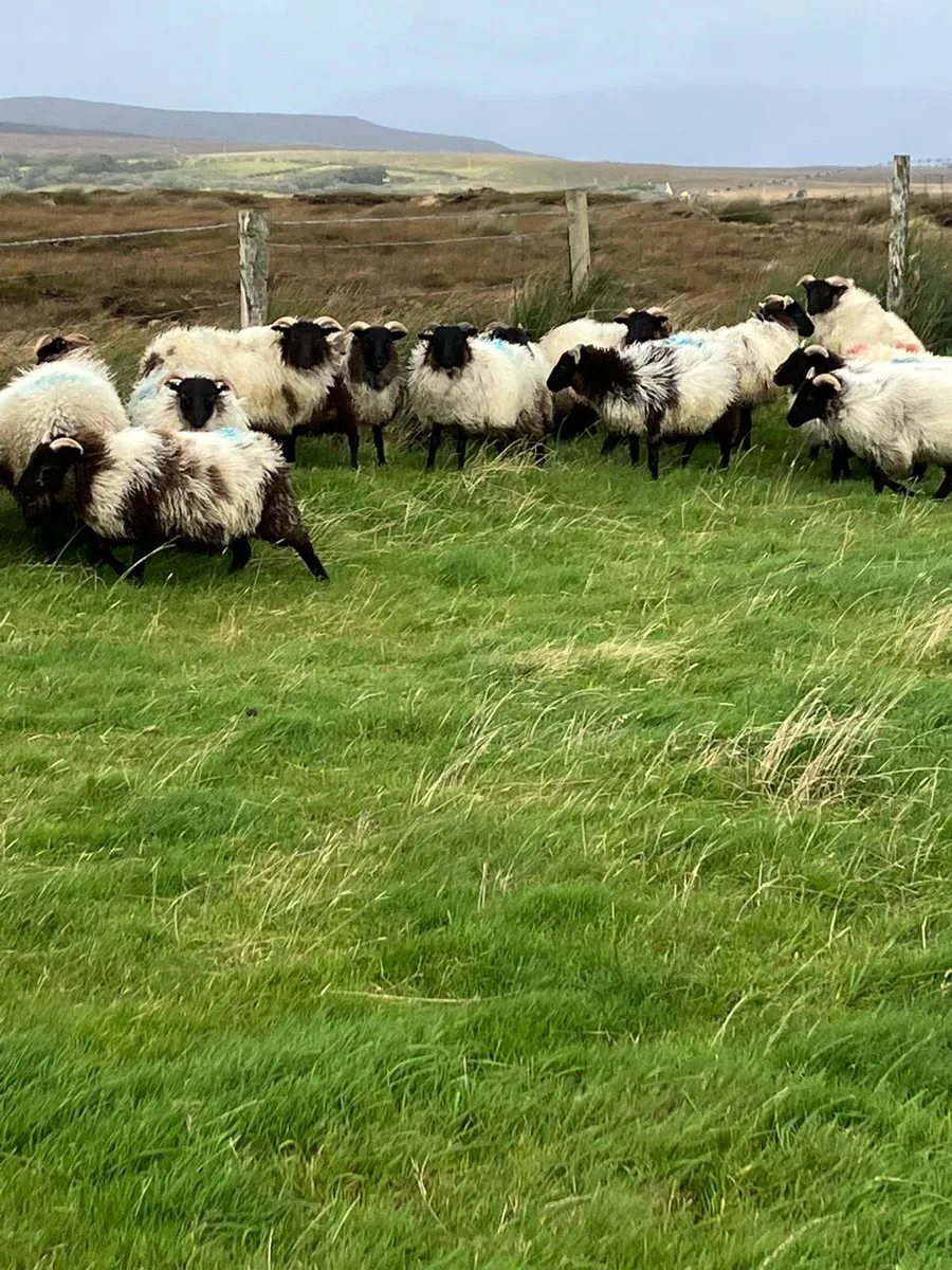 Ewe lambs - Image 4