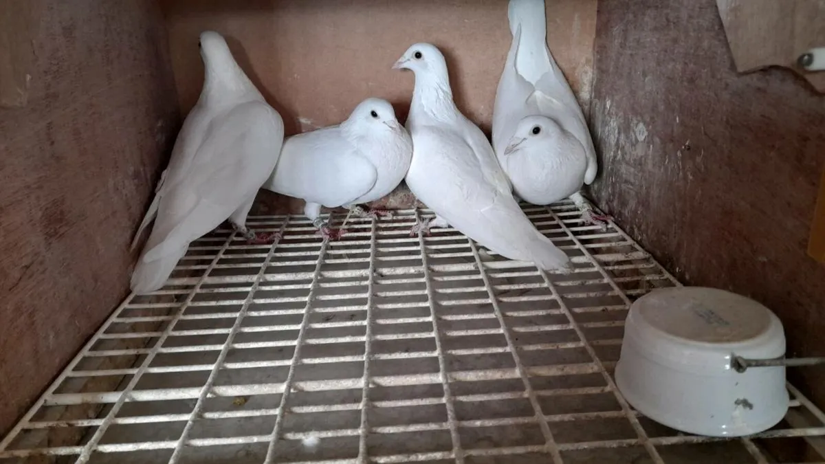 White Racing Pigeons - Image 1
