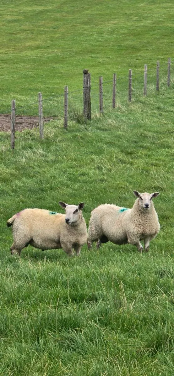 Charollais X ram lambs - Image 1