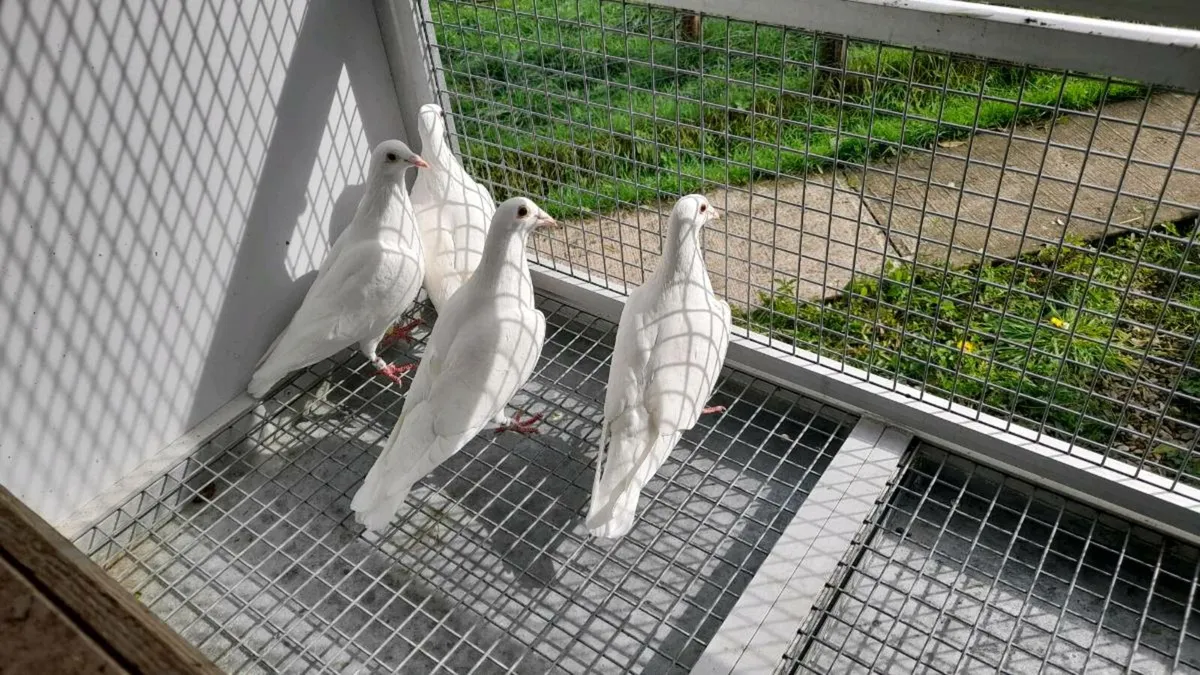 White Racing Pigeons - Image 2