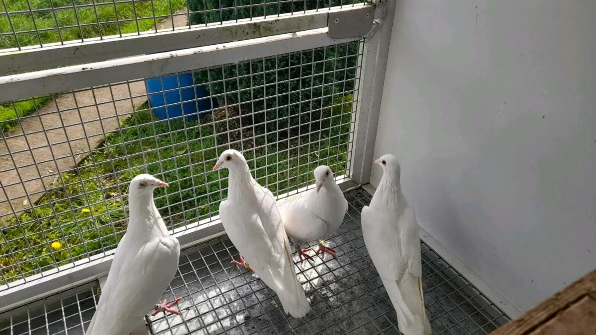 White Racing Pigeons - Image 3
