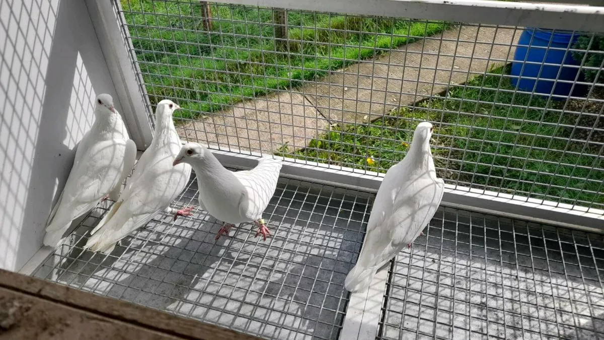 White Racing Pigeons - Image 4