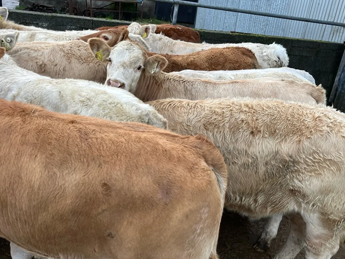 12 Heifer Weanlings - Image 1