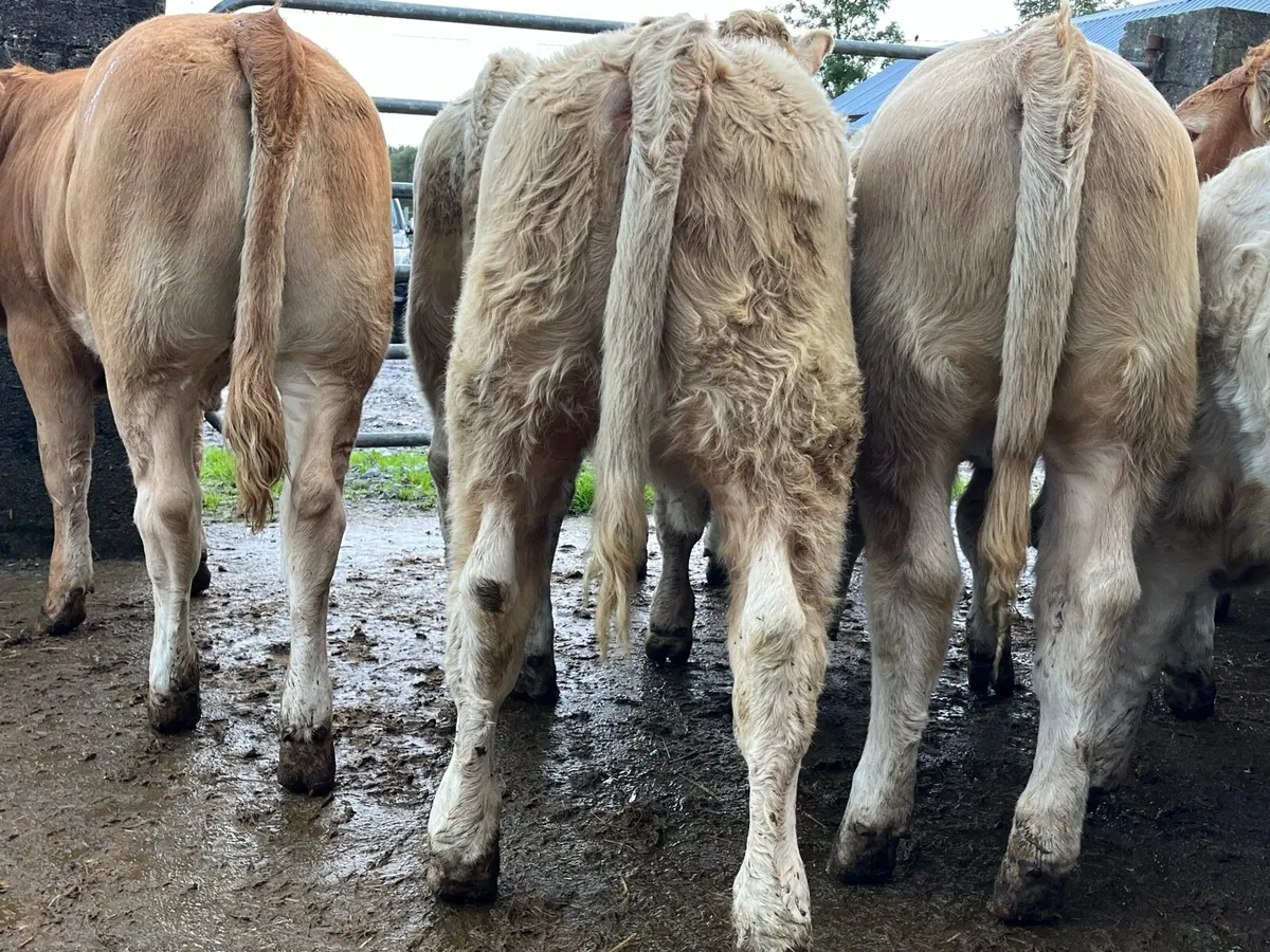 12 Heifer Weanlings - Image 2