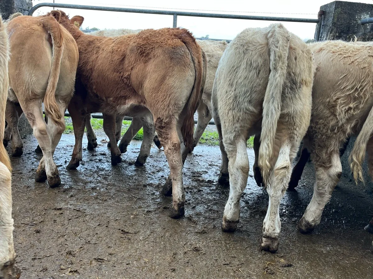 12 Heifer Weanlings - Image 3