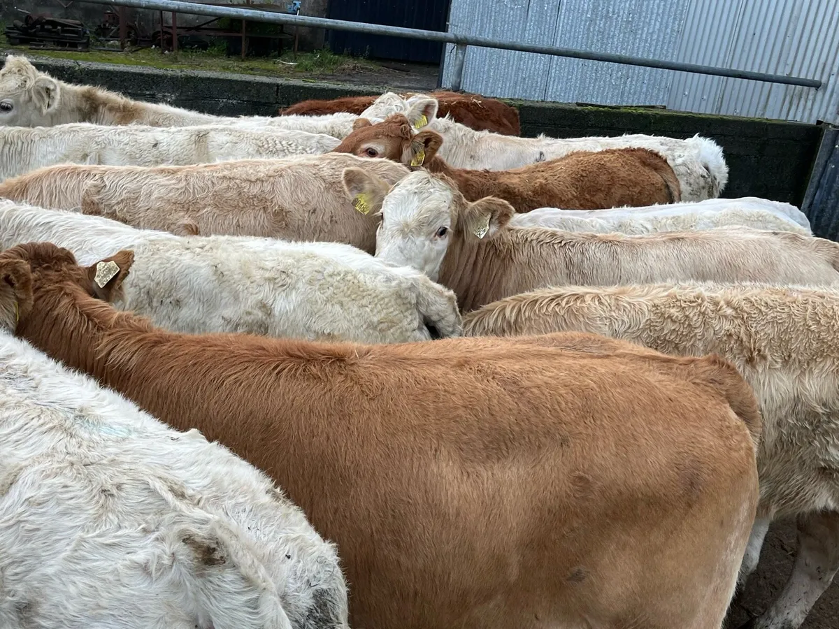 12 Heifer Weanlings - Image 4